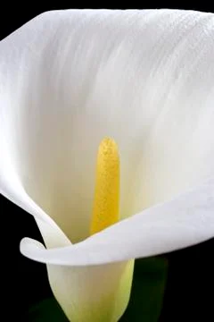 White calla Stock Photos