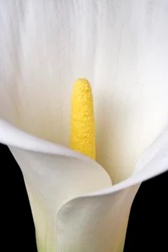 White calla Stock Photos