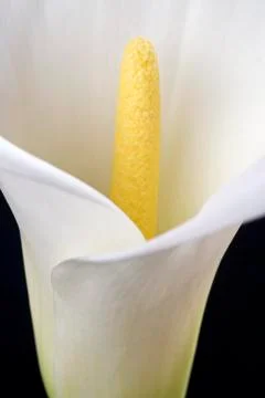 White calla Stock Photos