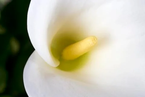 White calla Stock Photos