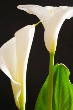 White calla Foto stock