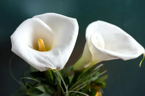 White calla. Stock Photos