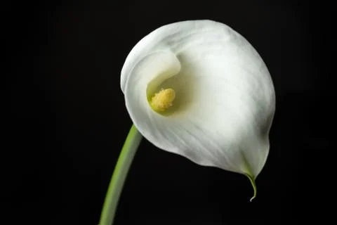 White Calla Stock Photos