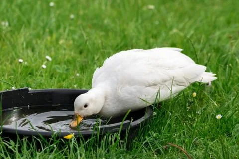 White CallDuck / Call Duck - Drinking Water Stock Photos