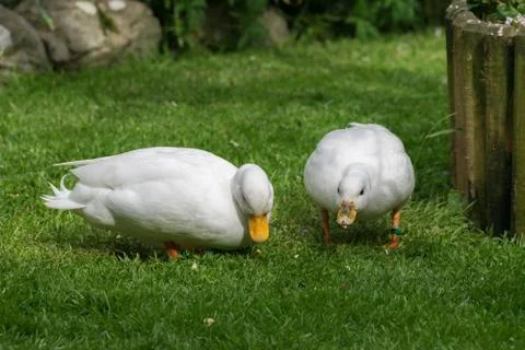 White CallDuck / Call Duck Stock Photos