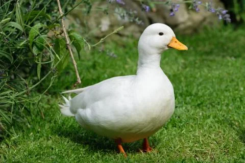 White CallDuck / Call Duck Stock Photos