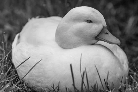 White CallDuck / Call Duck Stock Photos