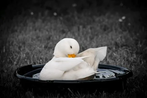 White CallDuck / Call Duck Stock Photos