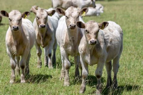 White calves Stock Photos