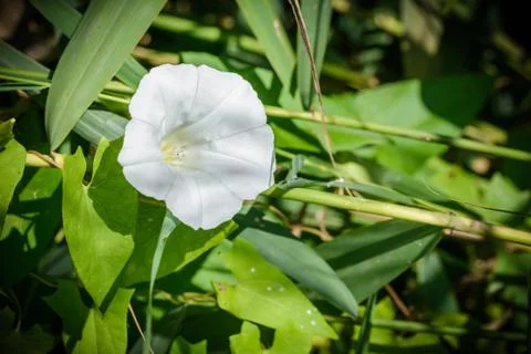 White Calystegia Under the Sun Stockfoto's