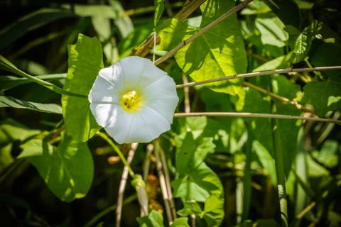 White Calystegia Under the Sun Фото