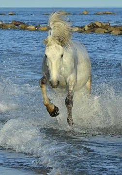 White Camargue horse running in the water Stock Photos