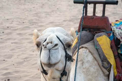 White camel at the beach Stock Photos