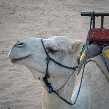 White camel at the beach Stock Photos