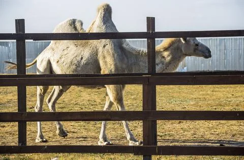 A white camel (camelus bactrianus) Stock Photos