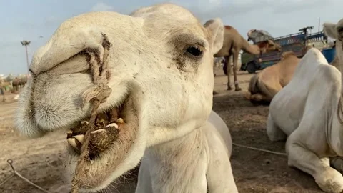White camel closeup chewing its meal Stock Footage 171539249
