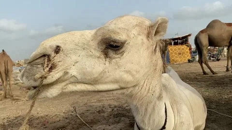 White camel closeup chewing its meal Stock Footage 171540639
