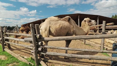 White camel on the farm 스톡 동영상 140614926