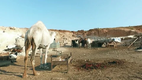 A white camel going to other camels. Stock Footage 77459393