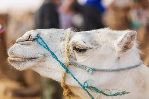 White camel head in profile Stock Photos