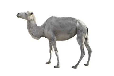 White camel isolated on a white background Stock Photos
