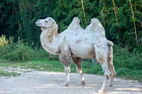 White camel on the sand Stock Photos