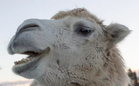 White Camel Shewing Foto stock