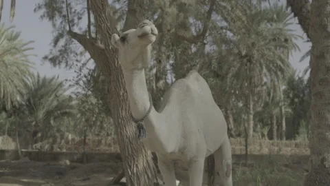 A white camel standing amidst an oasis in the Sahara desert Stock Footage 244833879