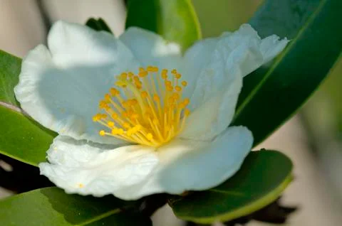 White Camelia Stock Photos