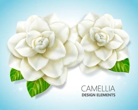 White camellia elements Stockillustratie