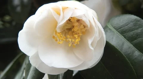 White Camellia Stock Footage 59918831