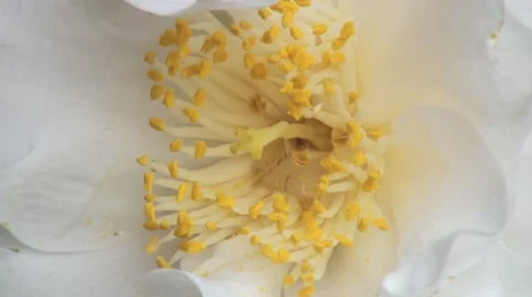 White Camellia Stock Footage 59918834