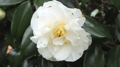 White Camellia Stock Footage 59918839