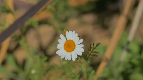 White camomile Stock Footage 92742782