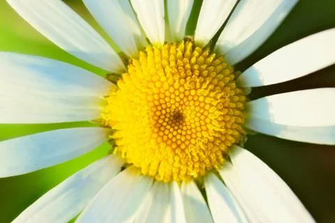 White camomile Stock Photos