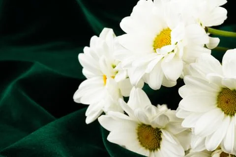 White camomile Stock Photos