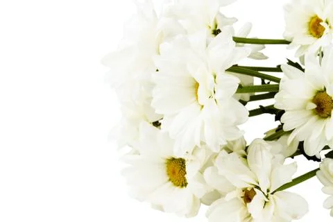 White camomile Stock-Fotos