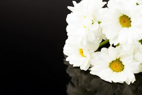 White camomile Stock Photos