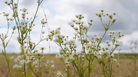 White camomiles on field of crops background Stock Footage 22747417