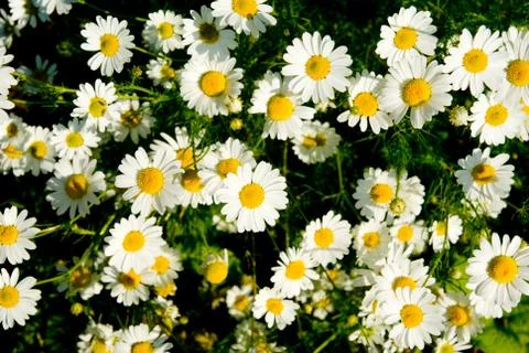 White camomiles Foto stock