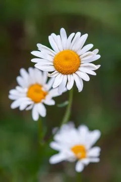 White camomiles. Selective focus Stock Photos