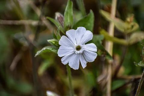 White campion flower with split delicate petals Stock Photos