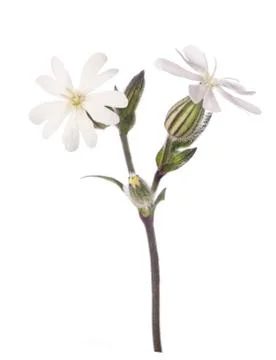 White campion Stock Photos