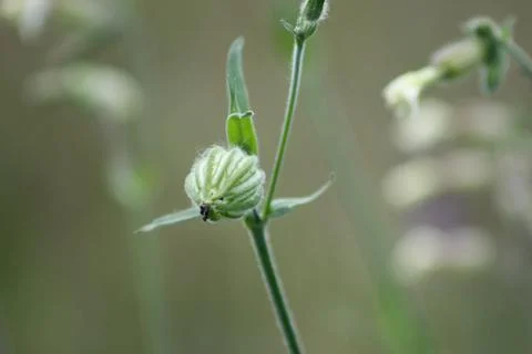 White campion ready to bloom closeup view with selective focus background Stock Photos