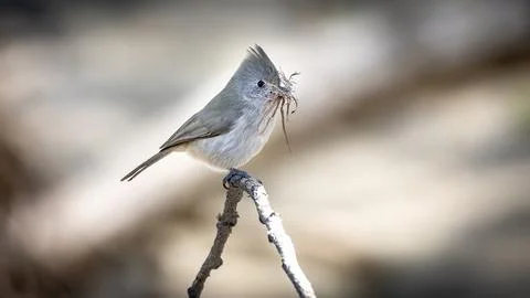 A White Canary Foto stock