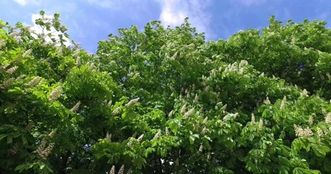 White candles of the blooming chestnut tree Stock Footage 142370461