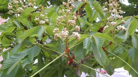 White candles of the blooming chestnut tree Stock Footage 185939157