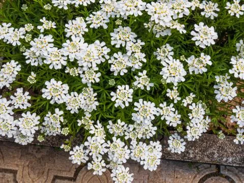 White candytuft Stock Photos