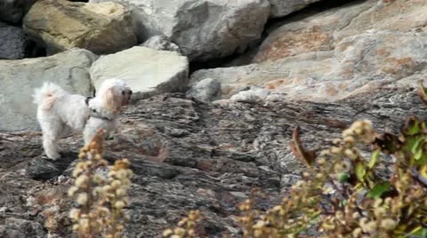 White Caniche Following A Boy Stock Footage