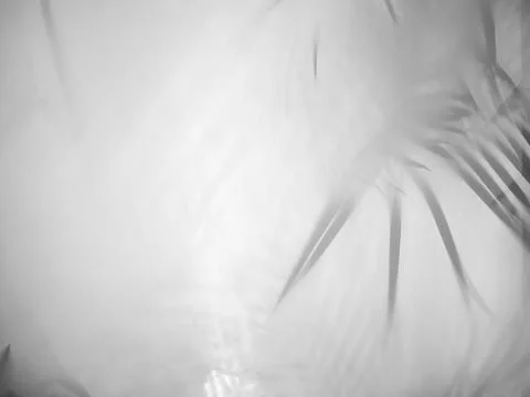 White canvas front The reflection of the leaves behind palm or coconut leaves. Fotos de archivo
